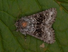 Tofargefly (Hecatera bicolorata)