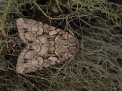 Gråpudret taigafly (Xestia fennica)