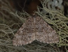 Grå bergmåler (Entephria caesiata)