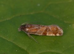 Fjellkveldvikler (Epinotia mercuriana)