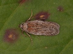 Depressaria silesiaca