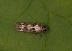 Caryocolum vicinella