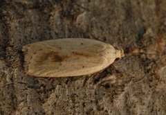 Gul knoppurtflatmøll (Agonopterix kaekeritziana)