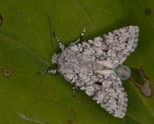 Chifly (Antitype chi)