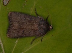 Grått pyramidefly (Amphipyra tragopoginis)