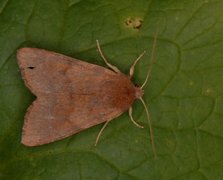 Rødt høstfly (Agrochola helvola)