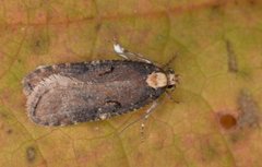 Agonopterix liturosa