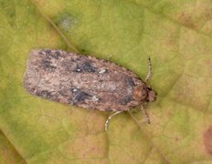 Agonopterix ciliella/heracliana