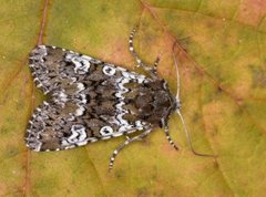 Flekkfly (Crypsedra gemmea)