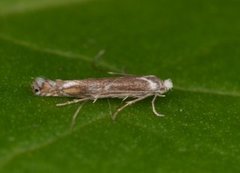 Slyngminérmøll (Lyonetia clerkella)