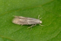 Elachista canapennella