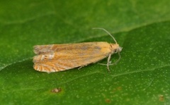 Perikumvikler (Lathronympha strigana)