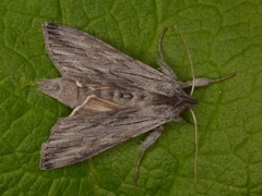 Svevehettefly (Cucullia lucifuga)