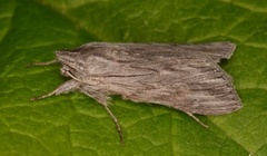 Svevehettefly (Cucullia lucifuga)