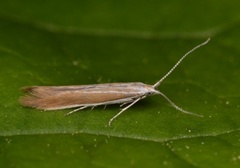 Coleophora discordella