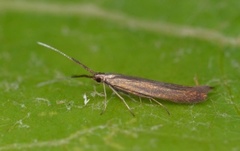 Coleophora mayrella