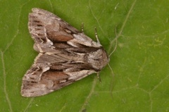 Raggfly (Hyppa rectilinea)