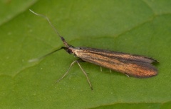 Kløversekkmøll (Coleophora deauratella)