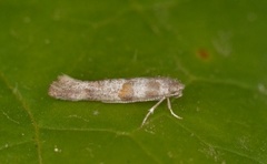 Cedestis gysseleniella