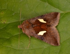 Storflekket metallfly (Autographa bractea)