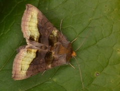 Større båndmetallfly (Diachrysia chrysitis)