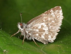 Moltesmyger (Pyrgus centaureae)