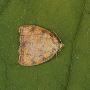 Roseflatvikler (Acleris bergmanniana)