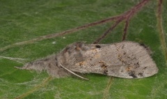 Heibørstespinner (Gynaephora fascelina)