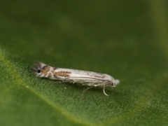 Slyngminérmøll (Lyonetia clerkella)