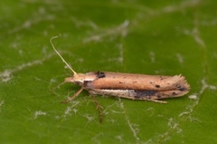 Ypsolopha parenthesella