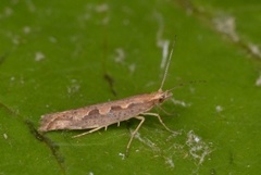 Vandrekålmøll (Plutella xylostella)