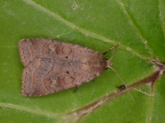 Augustteglfly (Diarsia dahlii)