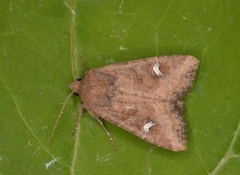 Brunt sumpfly (Helotropha leucostigma)