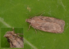 Depressaria sordidatella