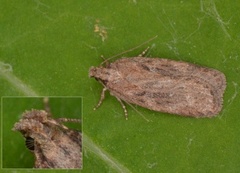 Depressaria sordidatella