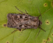 Fiolettbrunt jordfly (Euxoa recussa)