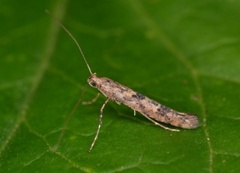 Caloptilia suberinella