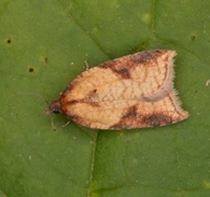 Mjødurtflatvikler (Acleris aspersana)