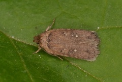Agonopterix capreolella