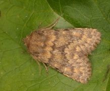 Tempelfly (Dasypolia templi)