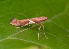 Caloptilia stigmatella