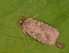 Agonopterix ciliella/heracliana