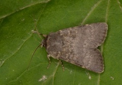 Mørkt klippefly (Standfussiana lucernea)