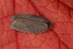 Punktflatvikler (Acleris lipsiana)