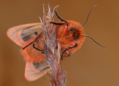 Rustvingespinner (Phragmatobia fuliginosa)