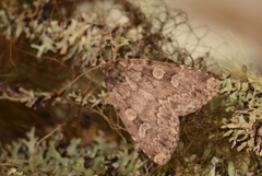 Spinkelt taigafly (Xestia laetabilis)