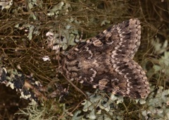 Grått taigafly (Xestia speciosa)