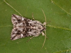 Torskemunnfly (Calophasia lunula)