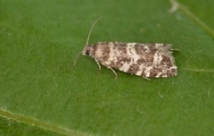 Stripet grankveldvikler (Epinotia tedella)