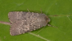 Mørkt klippefly (Standfussiana lucernea)